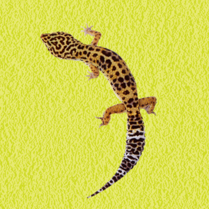 Leopard Gecko - 300x300