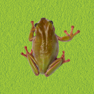 Tree Frog_300x300